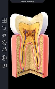 Dental  Anatomy 截图 5