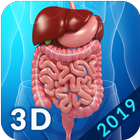 Digestive System 아이콘