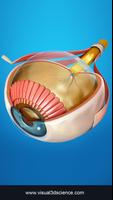 My Eye Anatomy الملصق