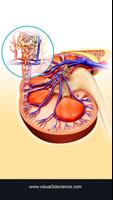 Kidney Anatomy Affiche
