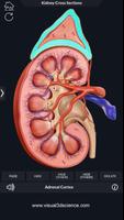 Kidney Anatomy syot layar 3