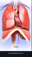 Respiratory System Anatomy poster