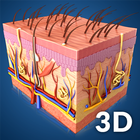 Skin Anatomy आइकन