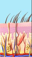 Skin Anatomy पोस्टर