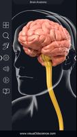 My Brain Anatomy Poster