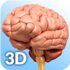 Brain Anatomy Pro. icône