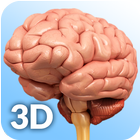 Brain Anatomy Pro. icono