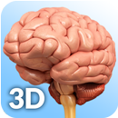 Brain Anatomy Pro. aplikacja