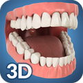 ”Dental Anatomy Pro.