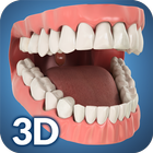 Dental Anatomy Pro. 图标