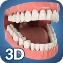 Dental Anatomy Pro. aplikacja