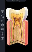 Dental Anatomy Pro. Affiche