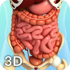 Digestive System Anatomy アプリダウンロード