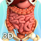Digestive System Anatomy আইকন