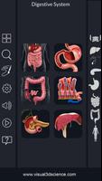 Digestive System Anatomy ポスター