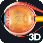 Eye Anatomy Pro. Zeichen