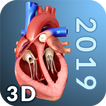 Icona Heart Anatomy Pro.