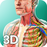 Human Anatomy أيقونة