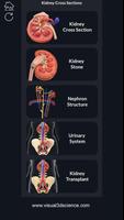 Kidney Anatomy Pro. скриншот 1