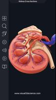 Kidney Anatomy Pro. скриншот 2