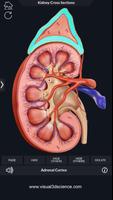 Kidney Anatomy Pro. capture d'écran 3