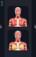 My Muscle Anatomy poster