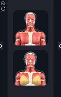My Muscle Anatomy 海報
