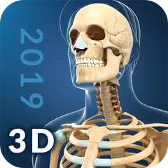 Скачать My Skeleton Anatomy APK