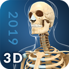 My Skeleton Anatomy آئیکن