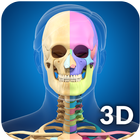 Skeleton Anatomy Pro. アイコン