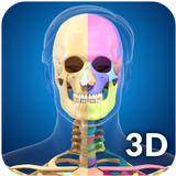 Skeleton Anatomy Pro. APK