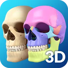 Baixar My Skull Anatomy APK