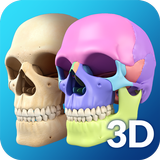 My Skull Anatomy APK