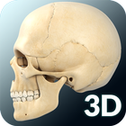 Skull Anatomy Pro. ไอคอน