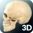 Skull Anatomy Pro. aplikacja