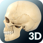 Skull Anatomy Pro. иконка