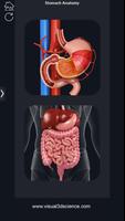 My Stomach Anatomy Affiche