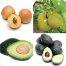 Guess the fruits name - Can you guess these fruits APK