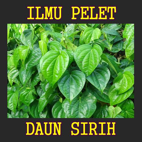 Ilmu Pelet Daun Sirih For Android Apk Download