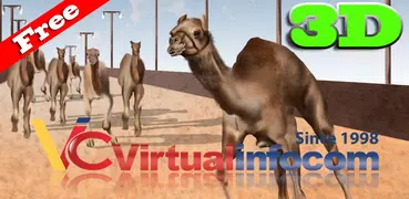 3D駱駝比賽