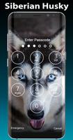 Siberian Husky Lock Screen Affiche