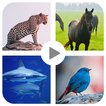 Animal sound for kids Learning иконка