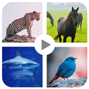 Animal sound for kids Learning APK