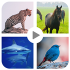 Animal sound for kids Learning icon