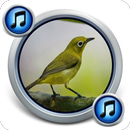 Master Kicau Pleci Gacor (Offl APK
