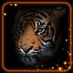 Tigers Eyes Live Wallpaper