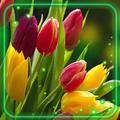Tulips Spring Live Wallpaper