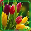 Tulips Spring Live Wallpaper-APK