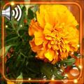 Autumn Flowers HD