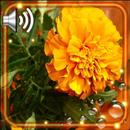Autumn Flowers HD-APK